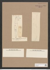 Pleurosigma convexum Grun. (de-Toni-Nr.: Genus 13, Species 1032) Zeichnungen Sammlung Grunow Nr. 2091 (NHMW-BOT-W0368960)